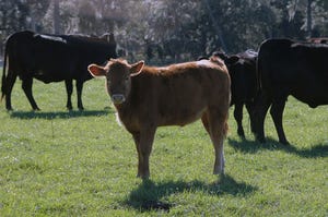 brad-haire-se-farm-press-calf-pasture-1.JPG