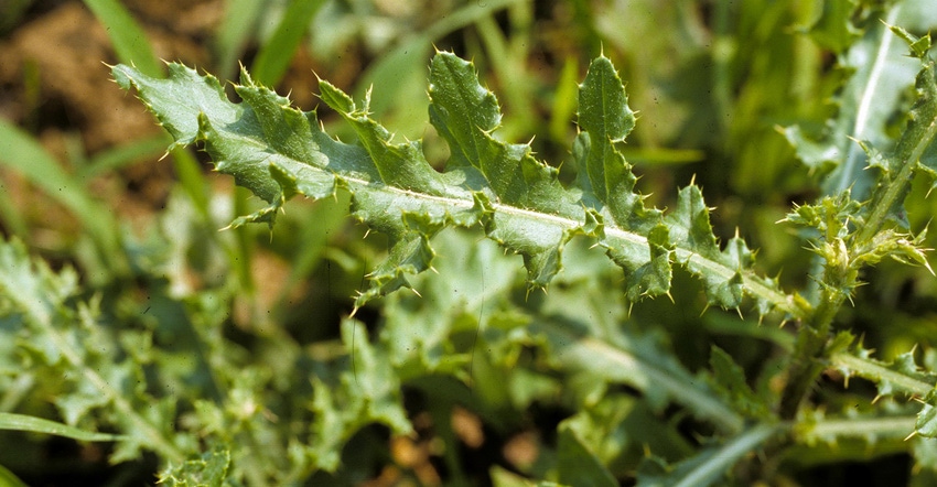 Canada thistle closeup