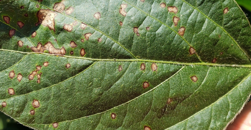 frogeye leaf spot 