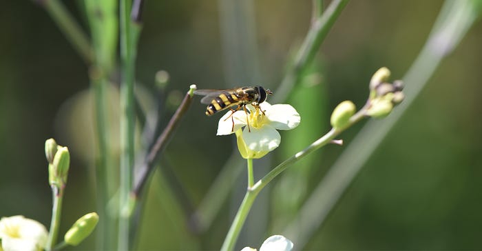 syrphid fly, also referred to as flower or hover fly