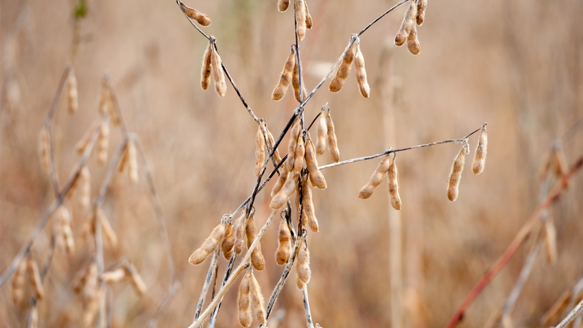 soybeans in fall