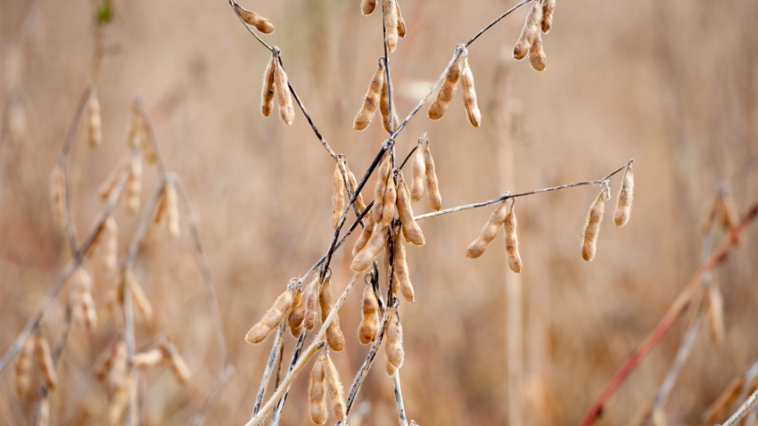 soybeans in fall soybeans in fall