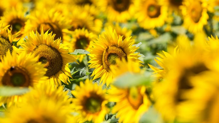 What global sunflower production increase means for farmers
