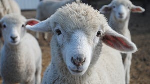 closeup of sheep
