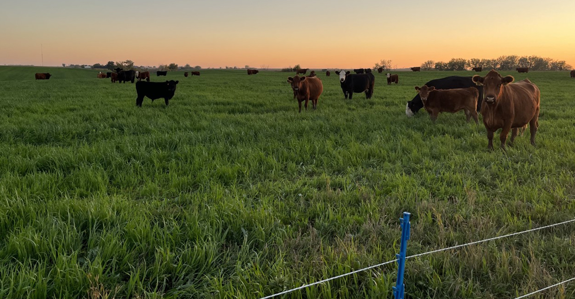 Do straw and chaff make good forages for cattle?