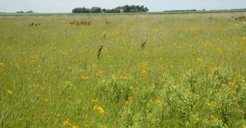 Field with wild flowers