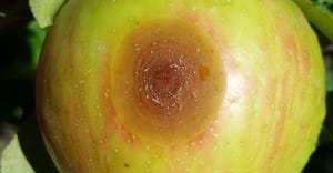 Close up of circular bitter rot lesion