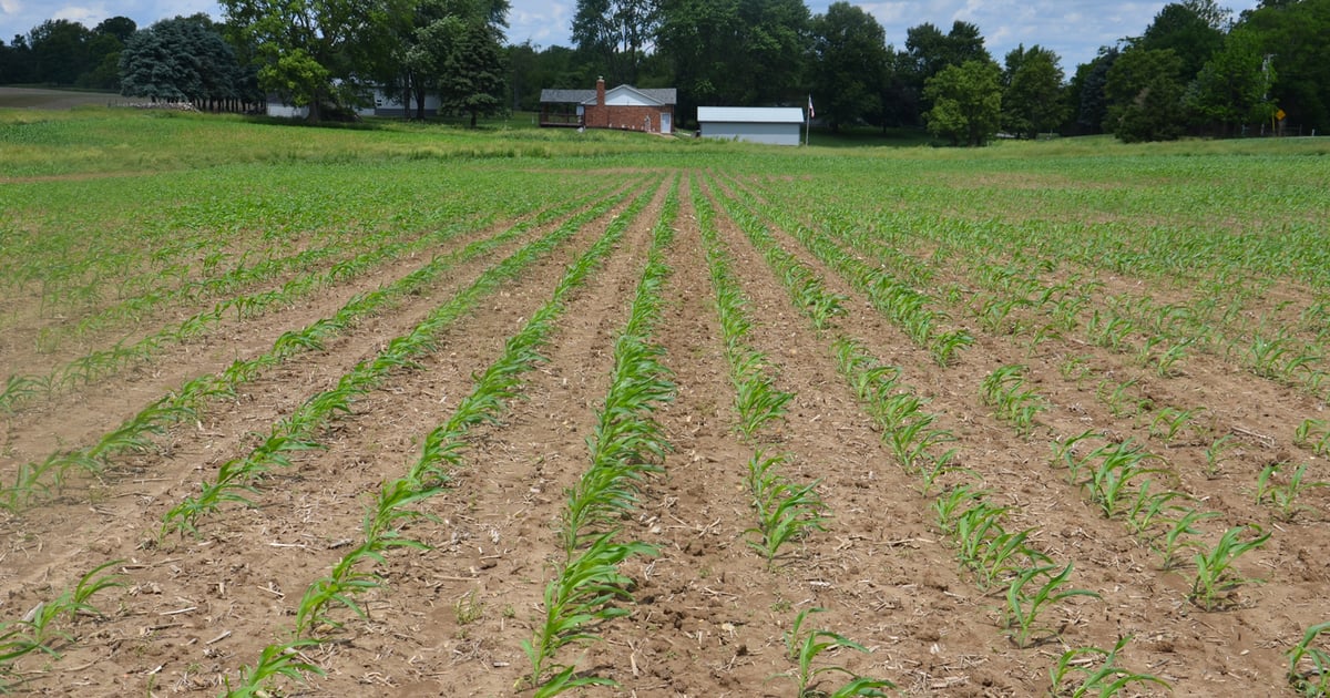 Strive for picket-fence stands, uniform emergence