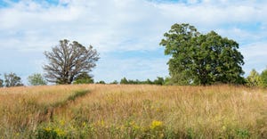 oak trees in open field of prairie grass in Chaska, Minn.