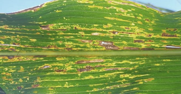 bacterial leaf streak in corn