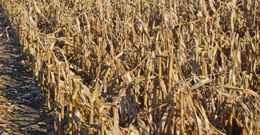 dried out cornfield with wind damage 