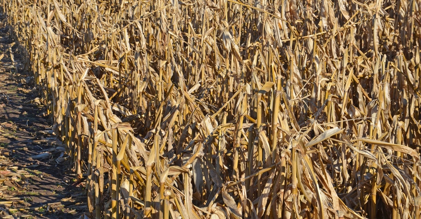 dried out cornfield with wind damage dried out cornfield with wind damage