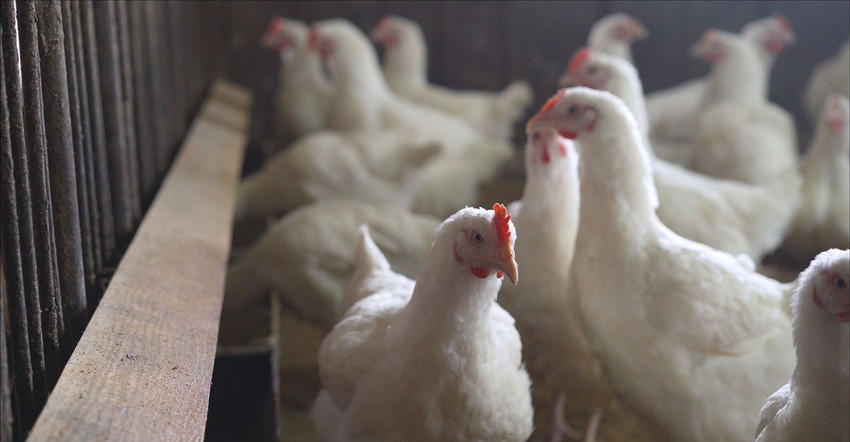 broilers eating indoors