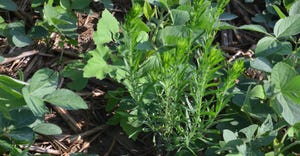 marestail plant in soybean field