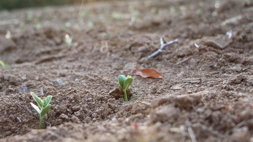 A close up of a crop sprouting through soil
