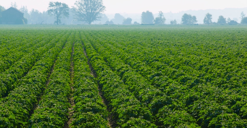 Potato field Potato field