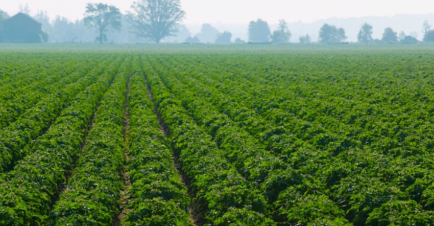 Potato field