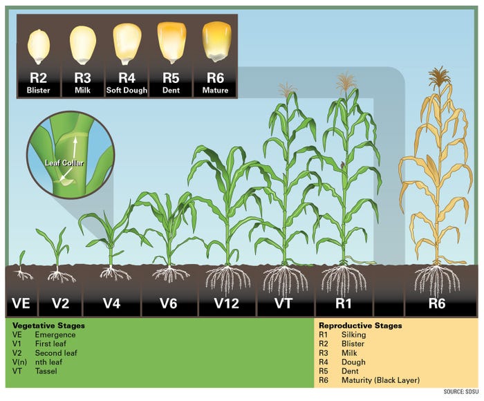 Illustration of corn growth stages from SDSU
