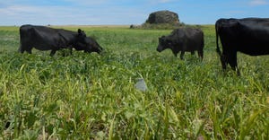 Cattle graze a summer cover crop planted in a fallow, dryland wheat field near Okanogan, Washington