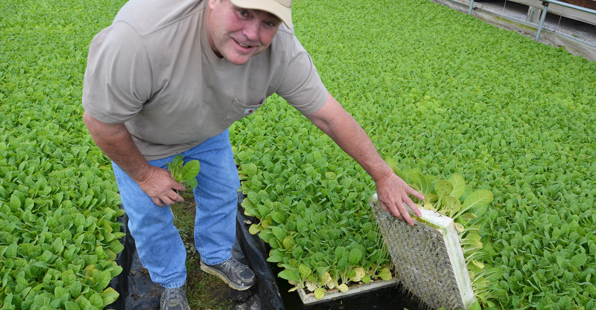 Hoosier tobacco grower reviews how industry has changed