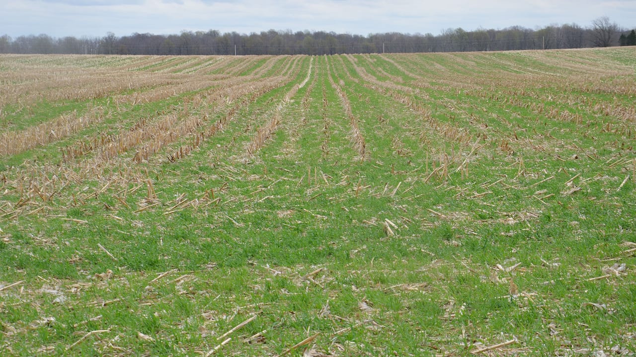 Cereal rye vs. annual ryegrass: What’s the difference?