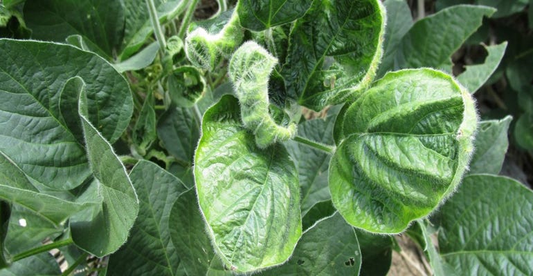 Dicamba micro-rate injury results in a cupping impact on soybean leaves, as a visual sign of the injury.