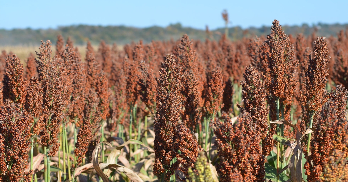 Grain sorghum yields tick higher in MU Variety Testing Program