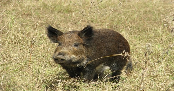 Feral hogs cause $52 million in damages annually in Texas
