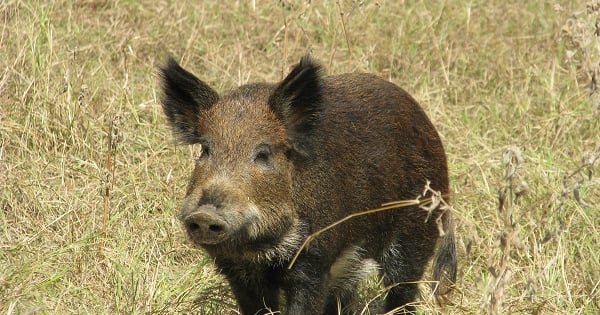 Feral hogs cause $52 million in damages annually in Texas