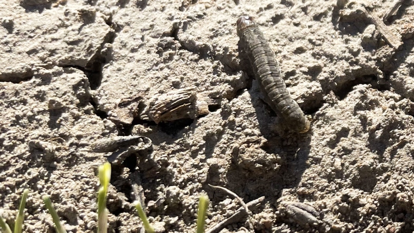 Close up of black cutworm crawling in field of early planted rice.