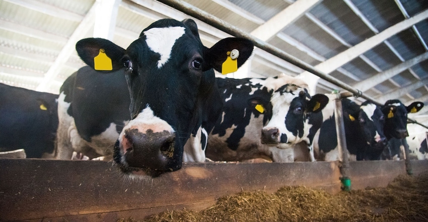 Dairy cows line up to eat Dairy cows line up to eat