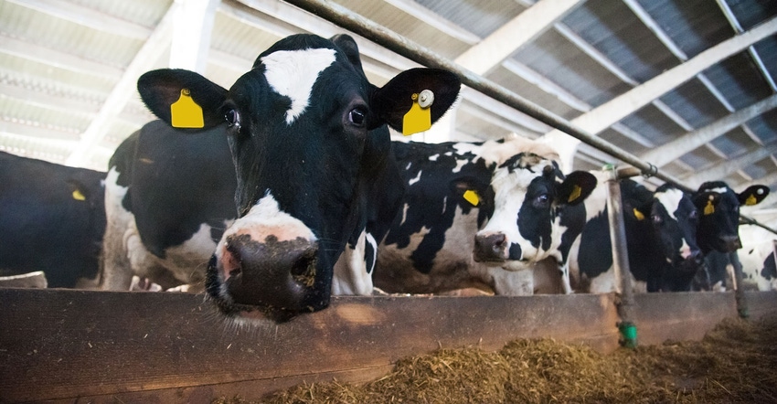 Dairy cows line up to eat 