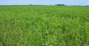 multiway cover crop mix growing in a field