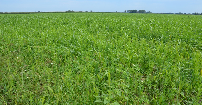 multiway cover crop mix growing in a field