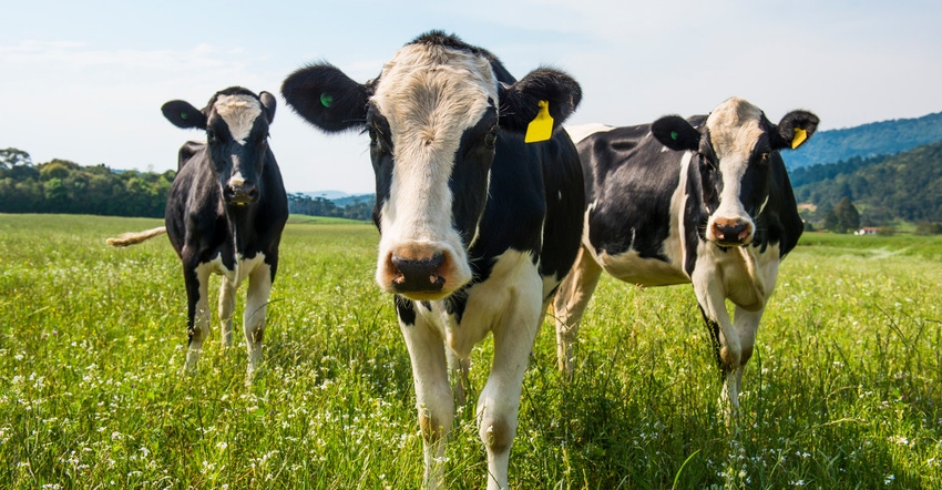 Dairy cow herd grazing in the grass