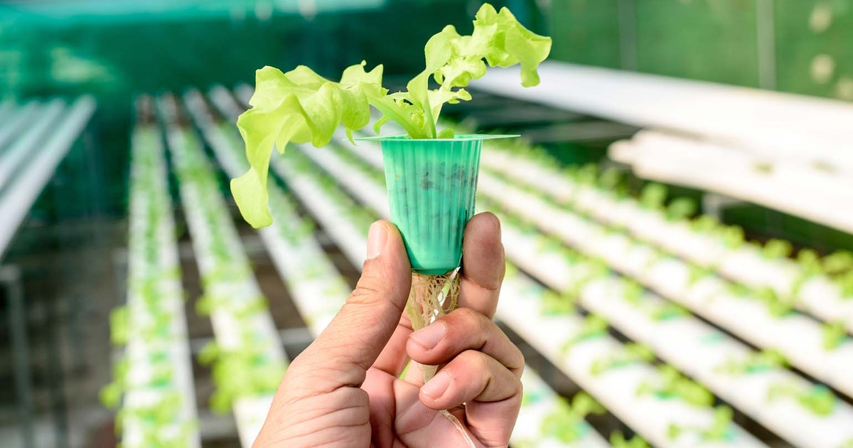 AFBF Entrepreneur of the Year is Vertical Harvest Hydroponics