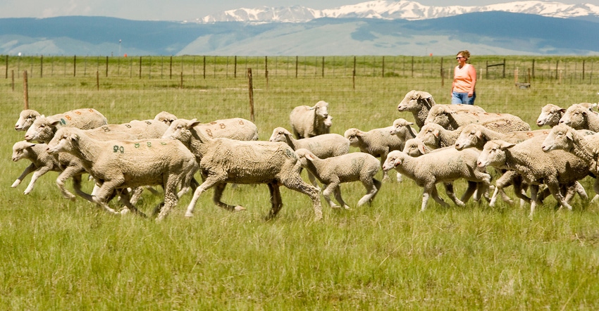 WFP-ARS-wyoming-ewes.jpg WFP-ARS-wyoming-ewes.jpg