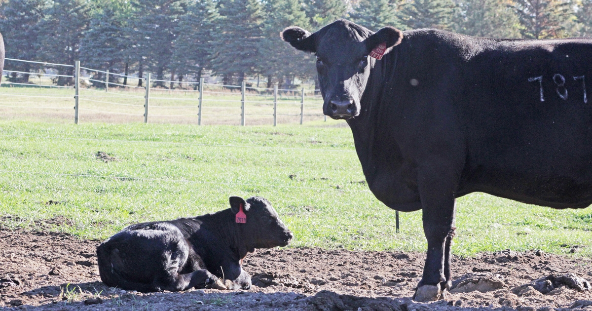 Can Cows Eat Pigweed : Boost Their Health with This Nutritious Forage