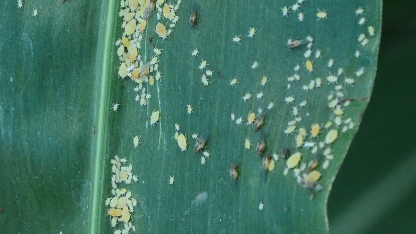 sugarcane aphid on grain sorghum leaf