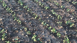 soybean seedlings in field