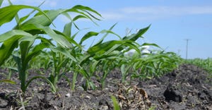Close-up of cornfield