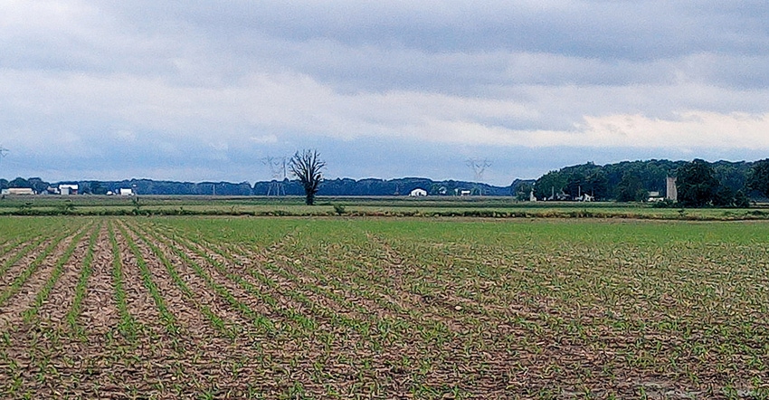 field with small crops growing