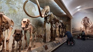 15.5 feet tall, the skeleton named Archie is the world’s largest skeleton of a Columbian mammoth,