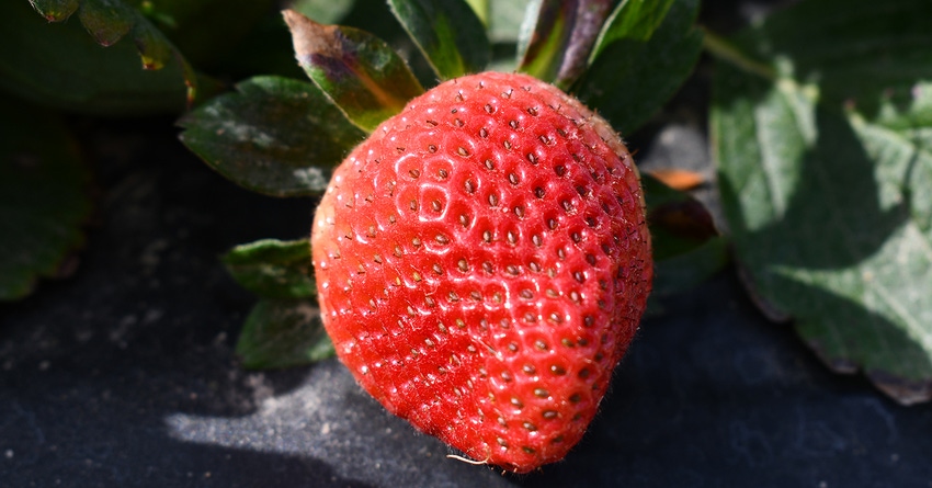 dfp-strawberries-bireland(48)copy.jpg