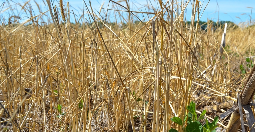 A soybean crop system in a cereal rye field