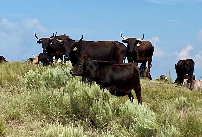 Corriente cows ruminating