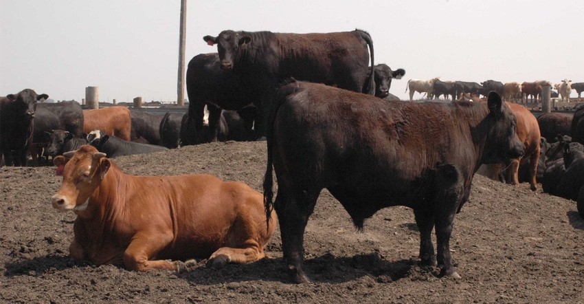 Cattle standing in field of dirt