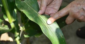 hand pointing to lesions on corn leaves