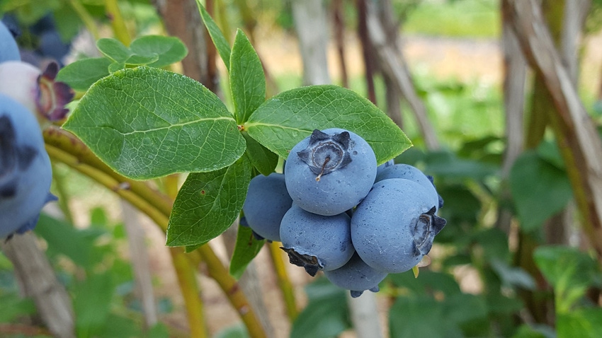 A close up of blueberries on a branch