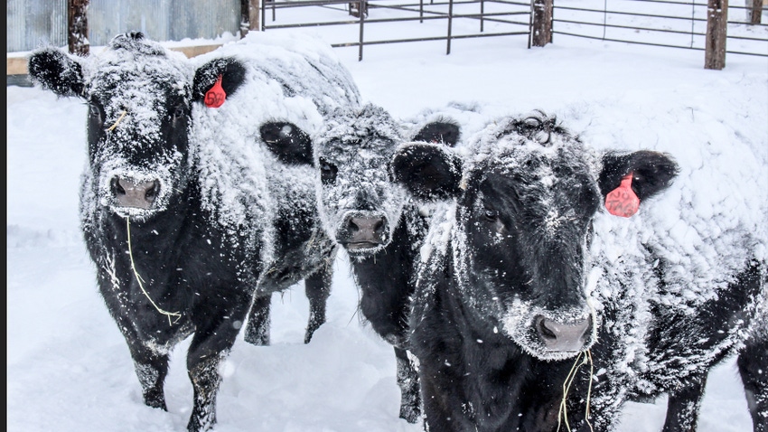 snow-covered cows